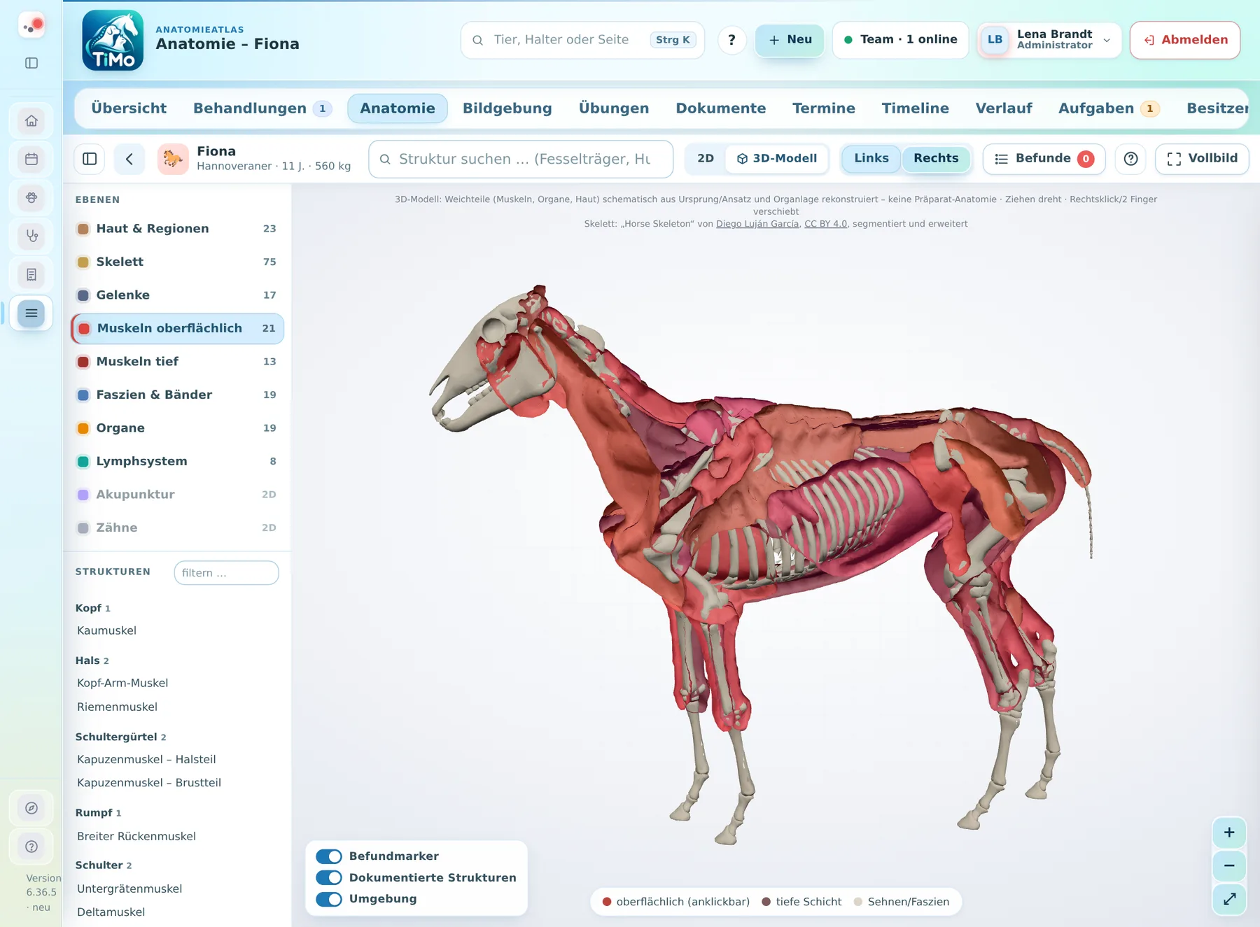 3D-Atlas Pferd