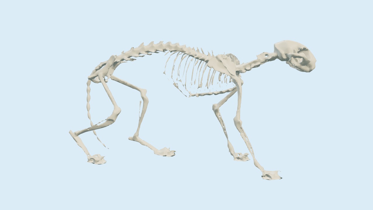 Katzenskelett