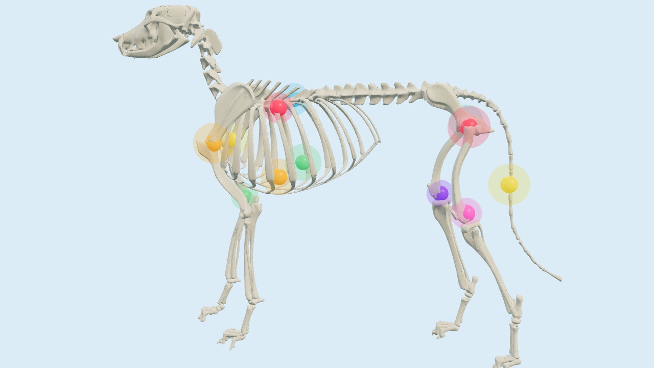 Hundeskelett