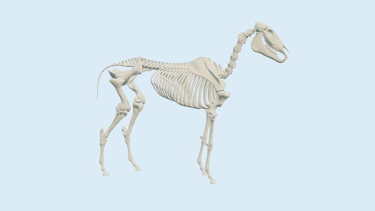 Pferdeskelett